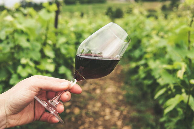Dans le vignoble