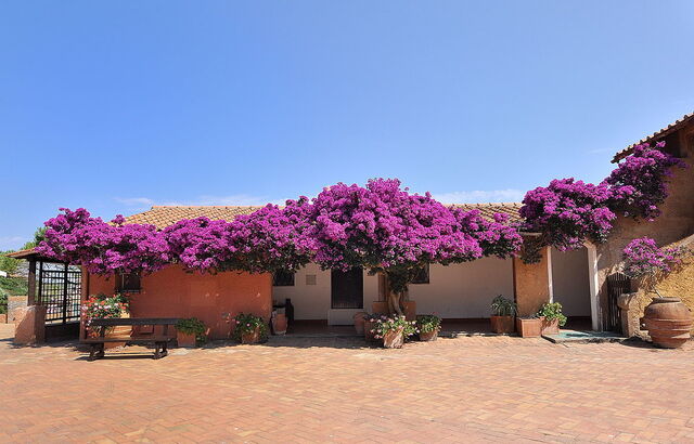 Bougainvillier sur l'île de Giannutri