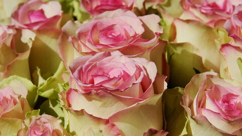 roses