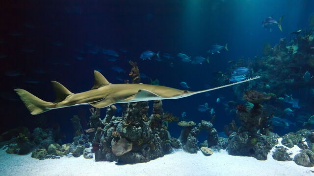requin