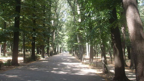 Un chemin dans le Parco delle Cascine