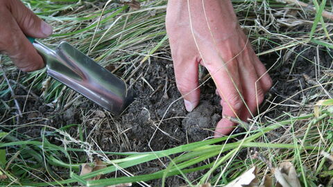 Cueillette de truffes
