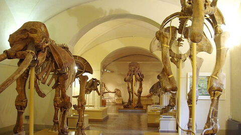Le musée des animaux de Florence