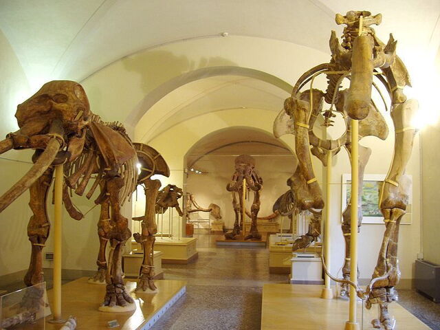 Le musée des animaux de Florence
