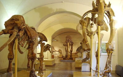 Le musée des animaux de Florence