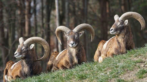 Mouflons