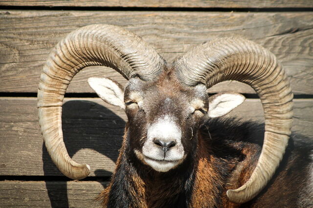 Mouflon souriant