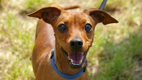 Un chien en Toscane