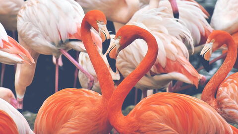 flamants roses