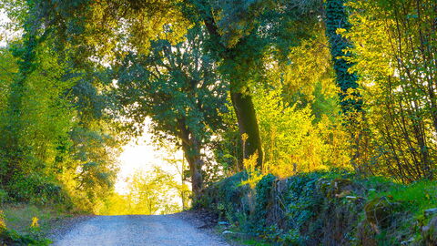 Quelques bois à Sovicille