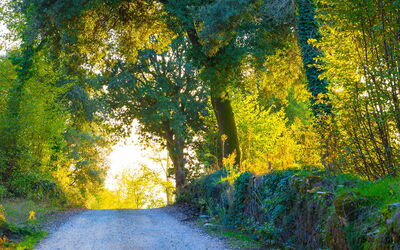 Quelques bois à Sovicille