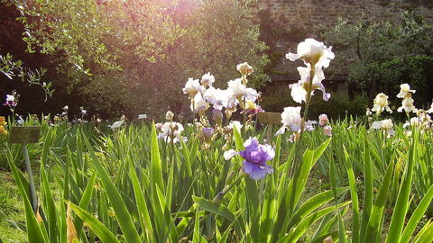 Fleurs du jardin d'iris
