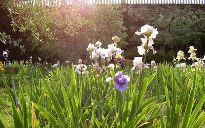 Fleurs du jardin d'iris