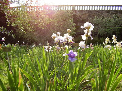 Fleurs du jardin d'iris