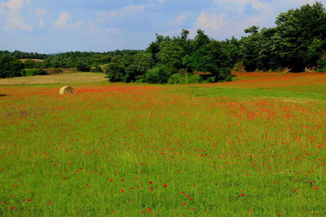 Coquelicots au printemps en Toscane