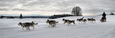 Traîneau à chiens sur la neige