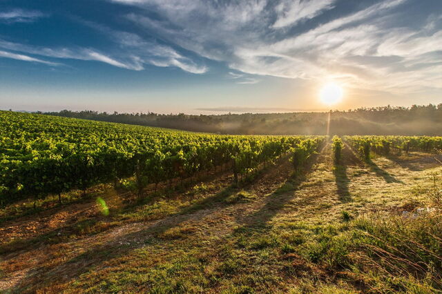 Vignoble, Montalcino