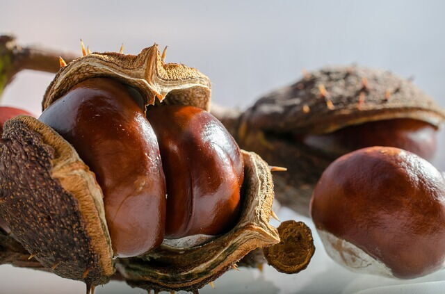 Des châtaignes