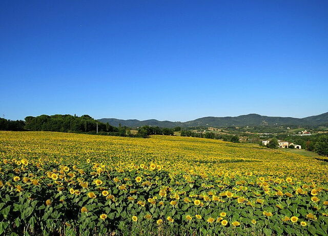 Reggello, tournesols