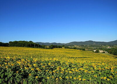 Reggello, tournesols