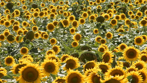 tournesols
