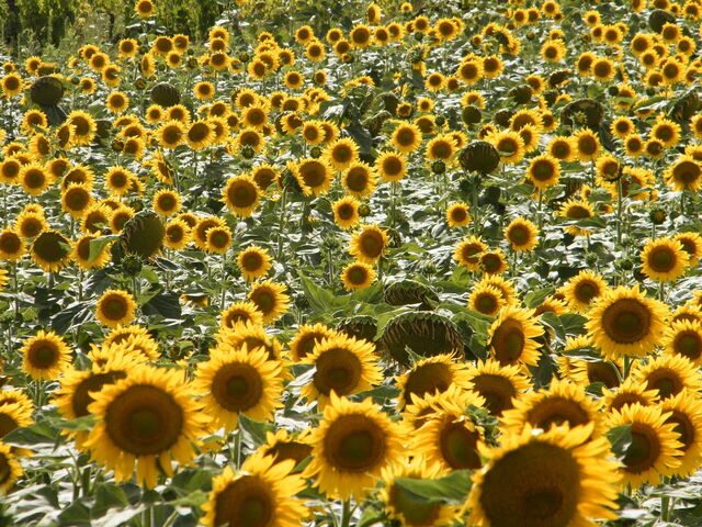 tournesols