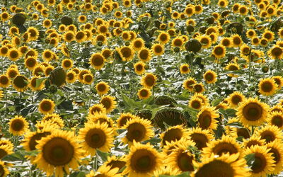 tournesols