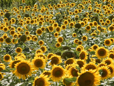 tournesols