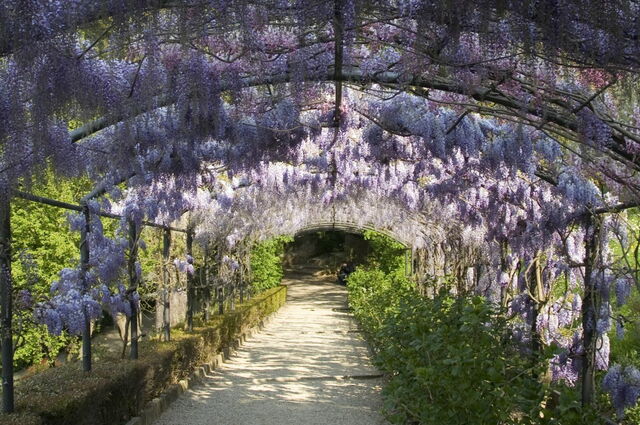 Glycine dans le Giardino Bardini