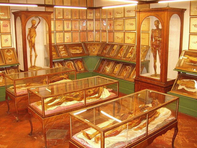 Musée Zoologique La Specola à Florence