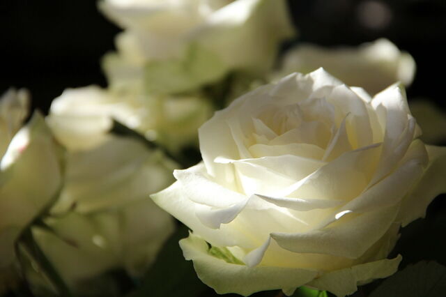 Des roses blanches