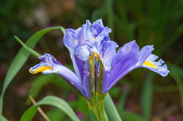 iris