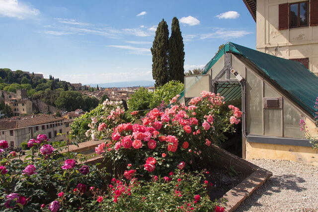 Les roses à Florence