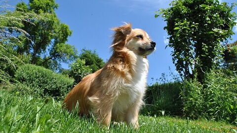 Un chien dans une villa en Toscane