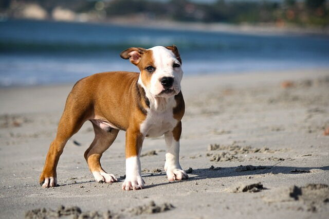 Des plages acceptant les chiens en Toscane