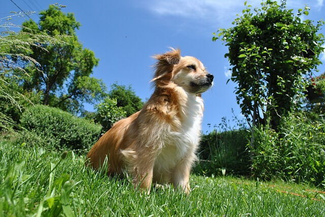 Un chien dans une villa en Toscane