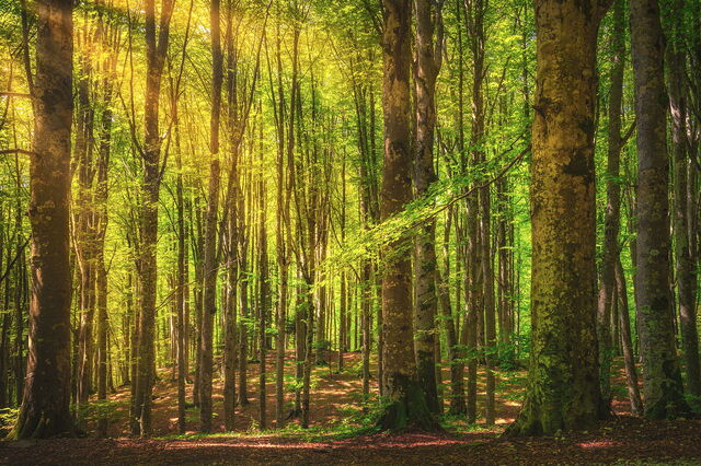 forêt séculaire du Casentino