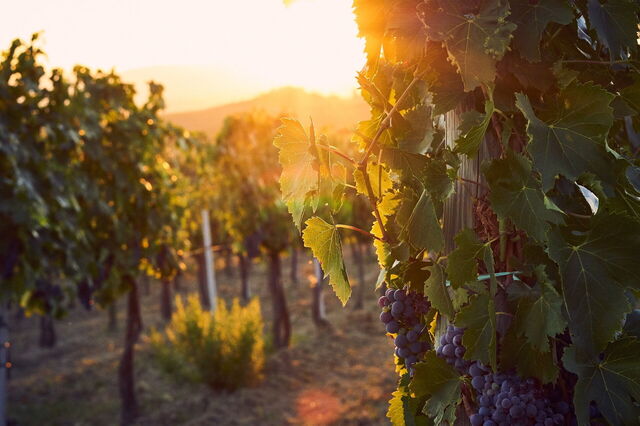 Vignes en Toscane