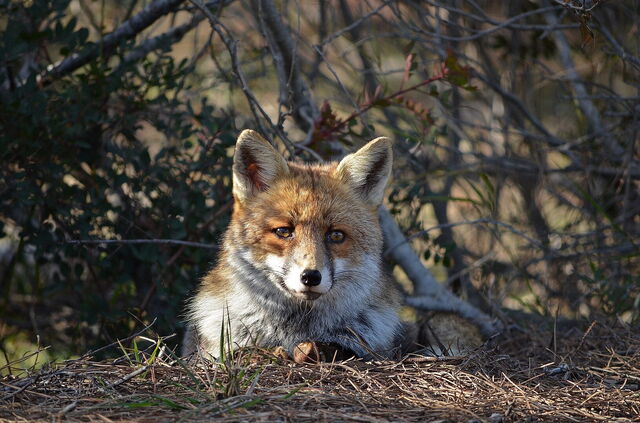 Un renard dans le parc régional de la Maremme