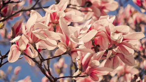 Magnolia