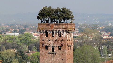 Jardin suspendu de la Torre Guinigi à Lucca