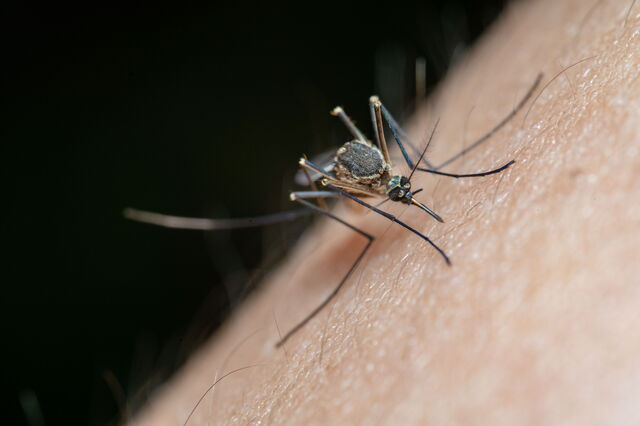 mosquito