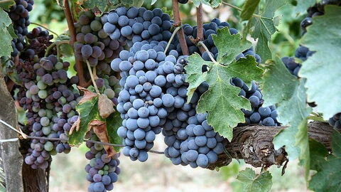 Le cépage Sangiovese du Brunello Di Montalcino