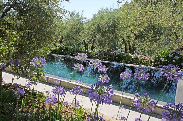 Macennere, alliums