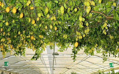 Hesperidarium Il Giardino degli Agrumi