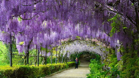 Glycine dans les jardins Bardini
