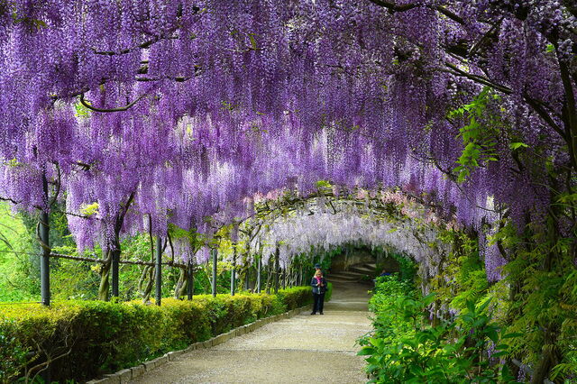 Glycine dans les jardins Bardini
