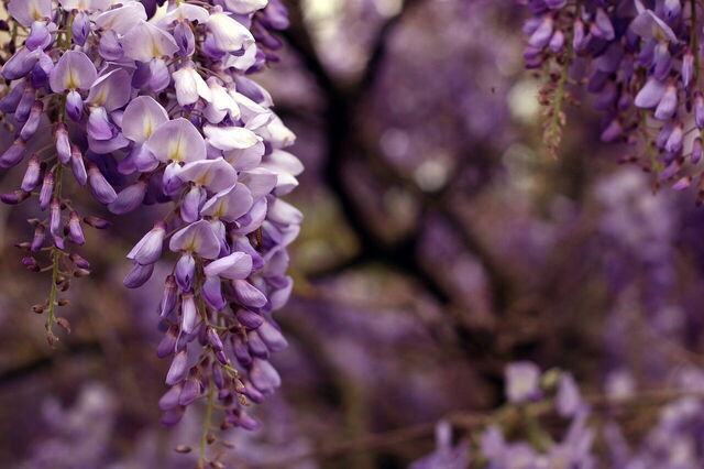 glycine