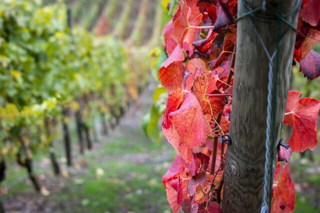 Un vignoble de Chianti