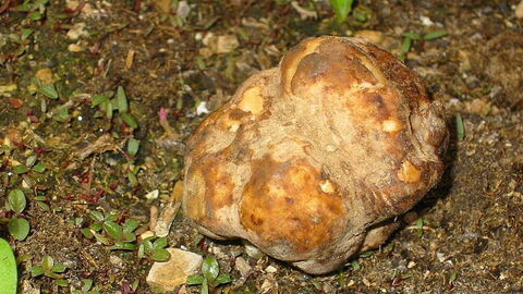 Une truffe blanche